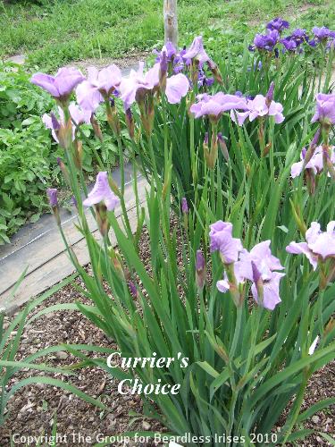 Currier's Choice (1)